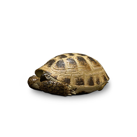 Square Alvin Turtle 2